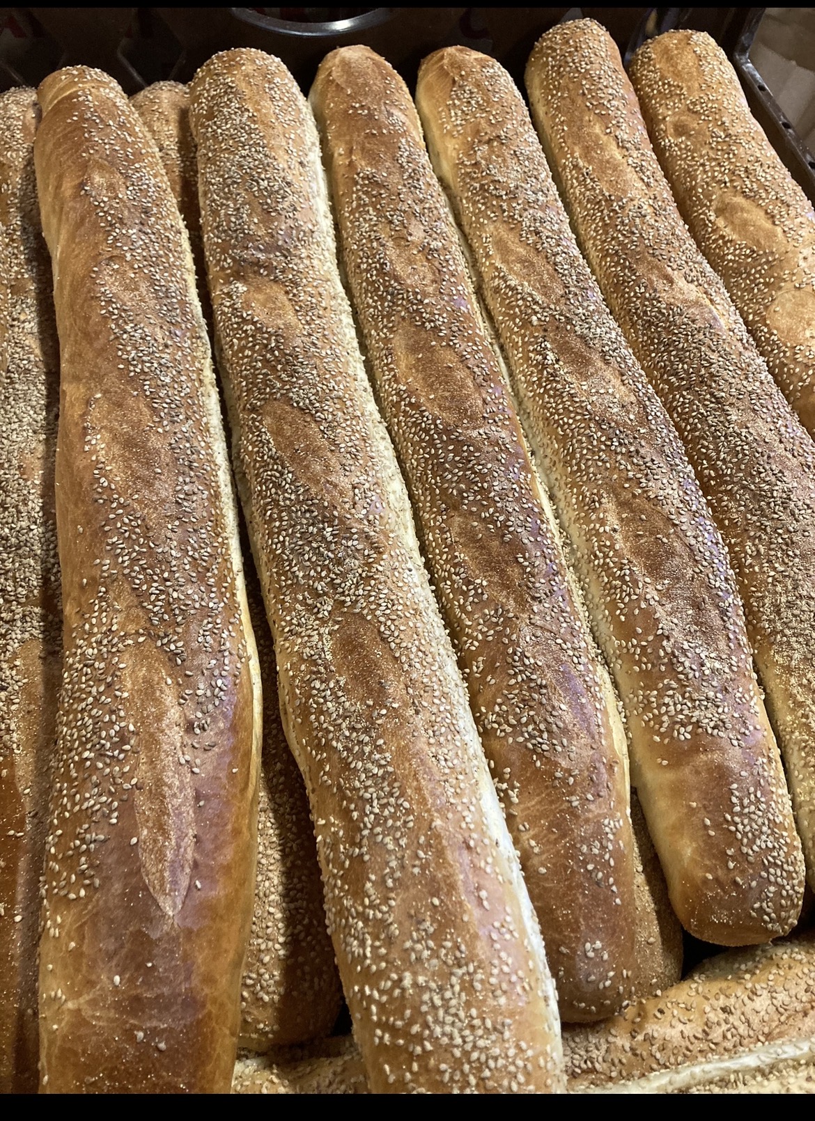 Rack of freshly baked long Italian loaves covered in sesame seeds at a bakery